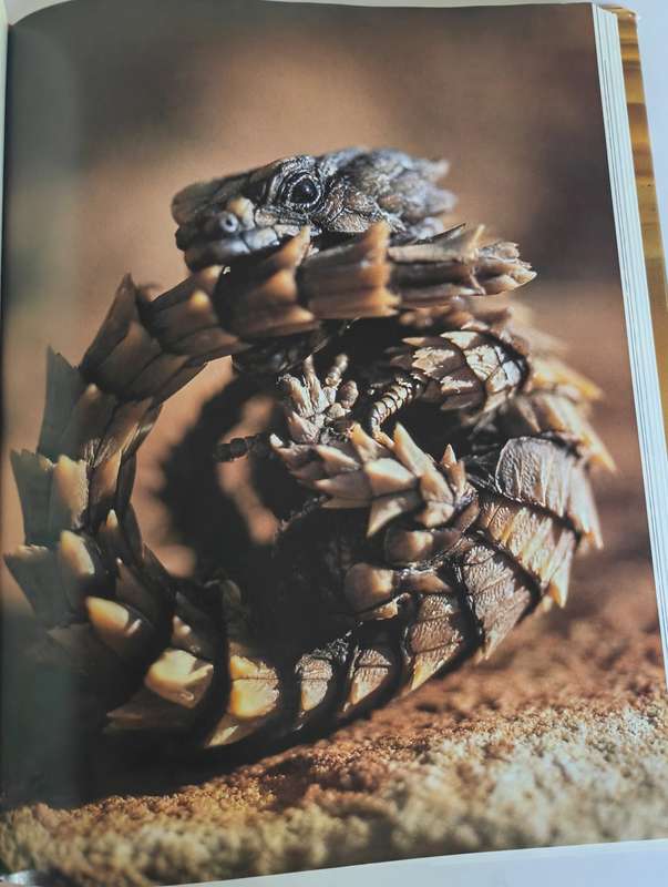 The Living Deserts of Southern Africa by Barry Lovegrove