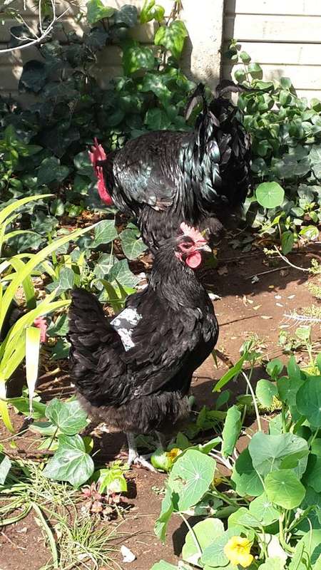 Chicken Hen Saddle/saver