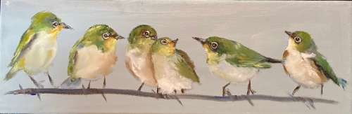 Cape white eye 3