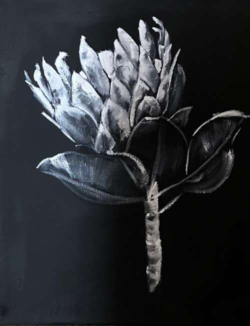 Protea