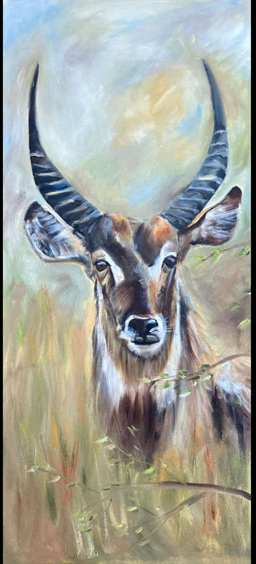 Waterbok