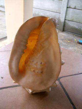 SHELL