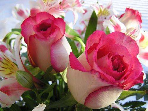 Lovely Roses - 350 x 262