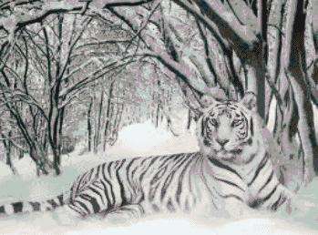 PT120 Hidden in the snow 350 x 270