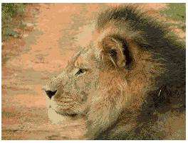 The King 259 x 194