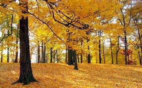 Autumn time 284  x 177