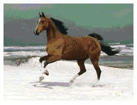 PT187 Cantering 259 x 194