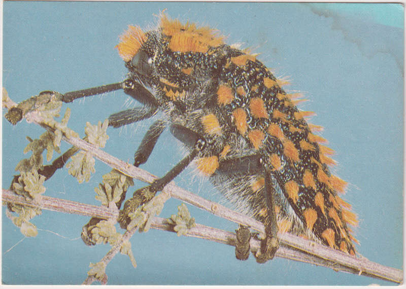 Post Cards / Maxi Card not used