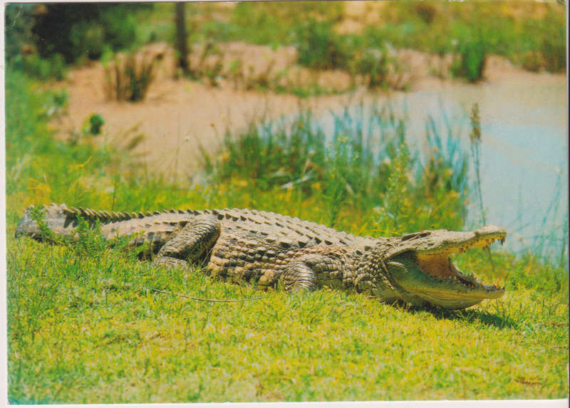 Post Cards / Maxi Card not used