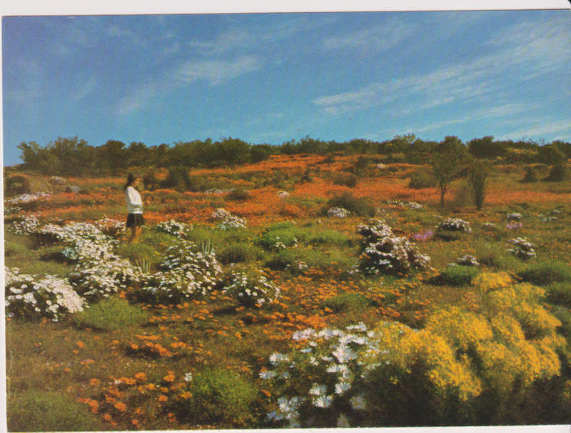 Post Cards / Maxi Card not used