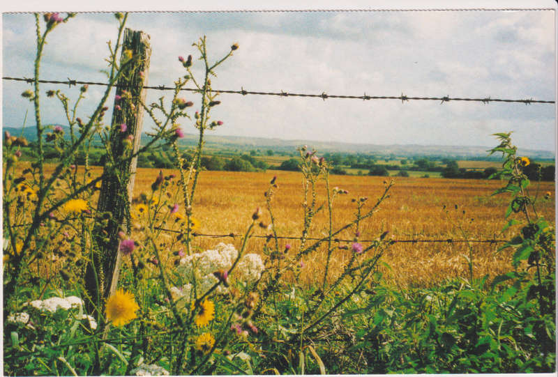 Post Cards / Maxi Card not used