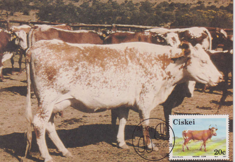 Post Card / Maxi Card not used