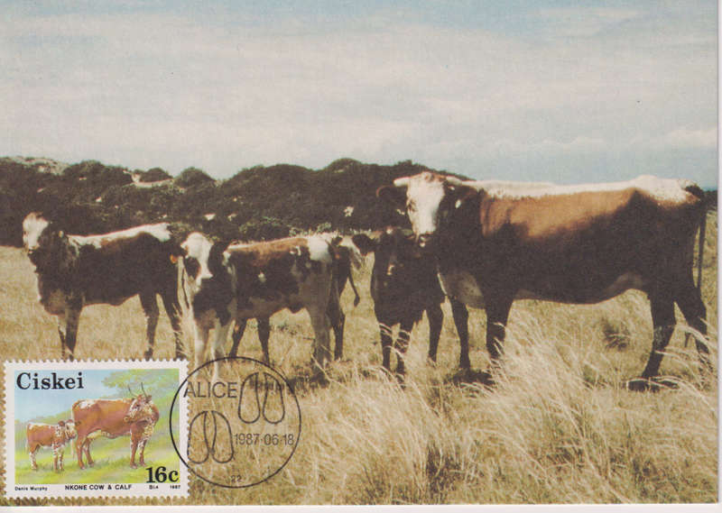 Post Card / Maxi Card not used