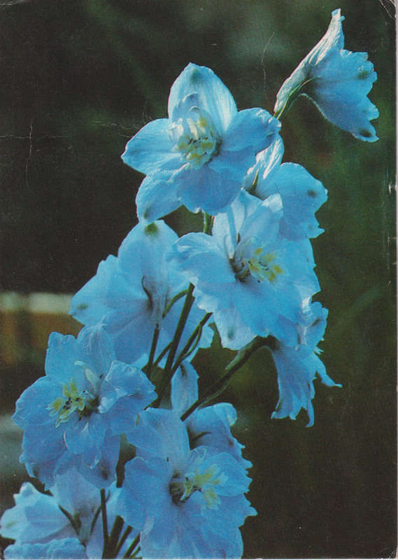 Post Card / Maxi Card used