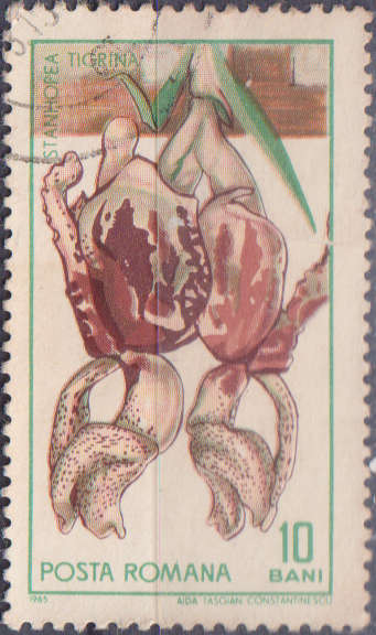 Stamp Romania 1965 The 45th Anniversary of the Founding of Cluj Botanical Garden