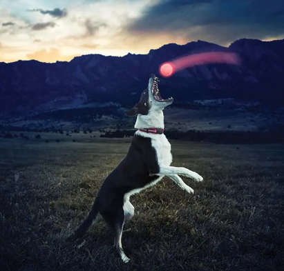 LED PET BALL