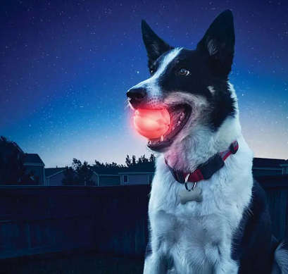 LED PET BALL