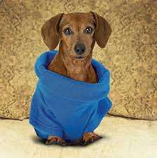 COZY DOGGIE BLANKET