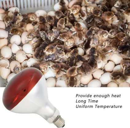 Animalamp Infrared Bulb