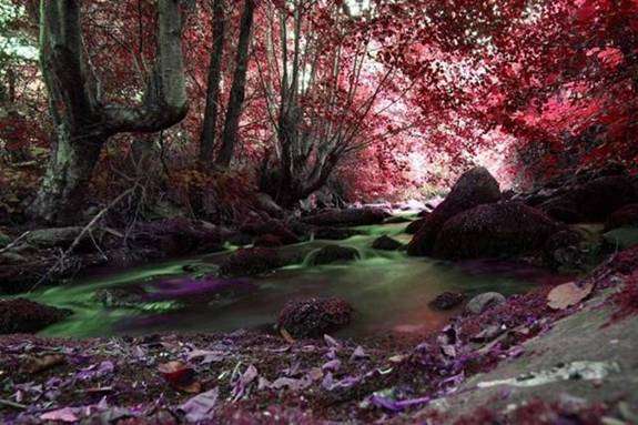 Sounds of Nature - Tropical Rainforest