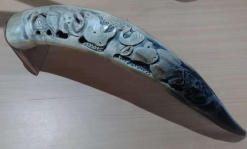 Big five  Nguni cow  Horn