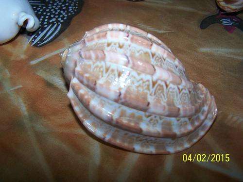 Peachy Colored Sea Shell