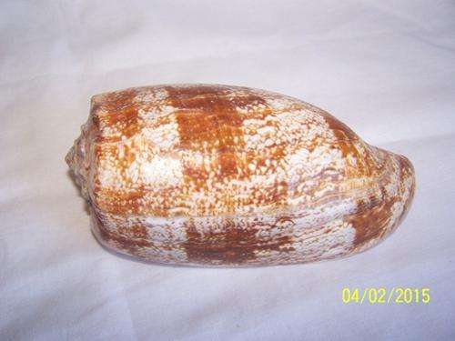Large Sea Shell