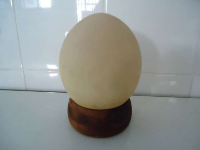 PARKES OF KNYSNA "OSTRICH EGG ON YELLOWWOOD BASE"