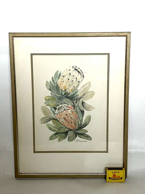 South African Artist Watercolour of Proteas by Esme Cooper
