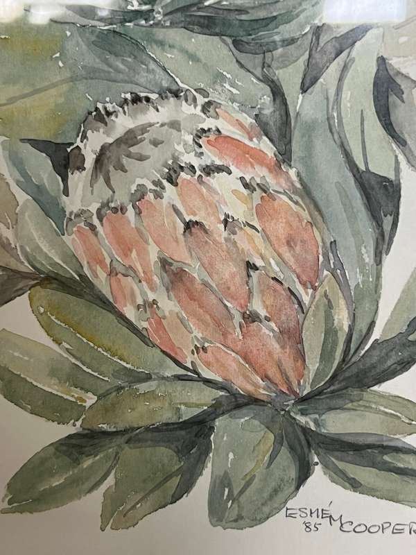 South African Artist Watercolour of Proteas by Esme Cooper