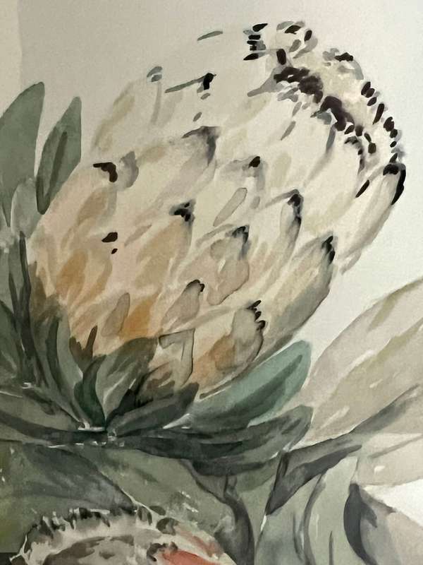 South African Artist Watercolour of Proteas by Esme Cooper
