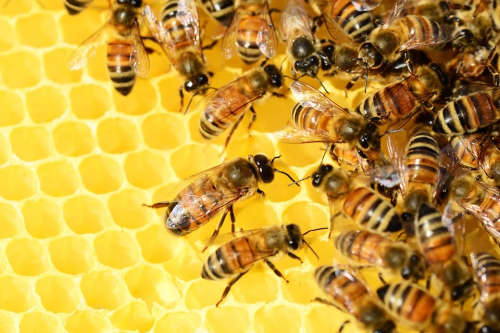 Honey Produced And Bottled Locally (500ML)