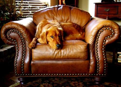 Restore Your Leather With A Premium Leather Polish