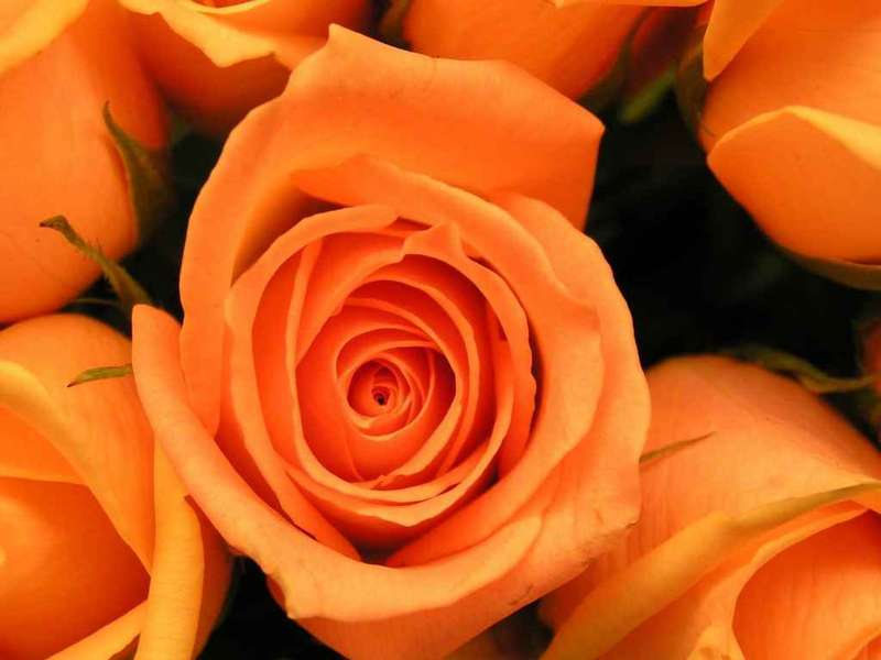 Orange Rose Seeds
