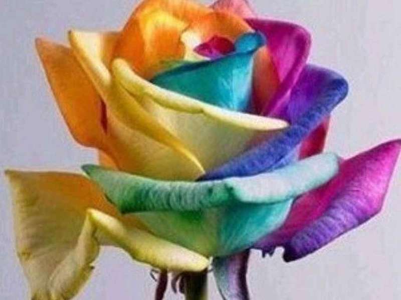 Rainbow Rose Seeds (10 seeds)