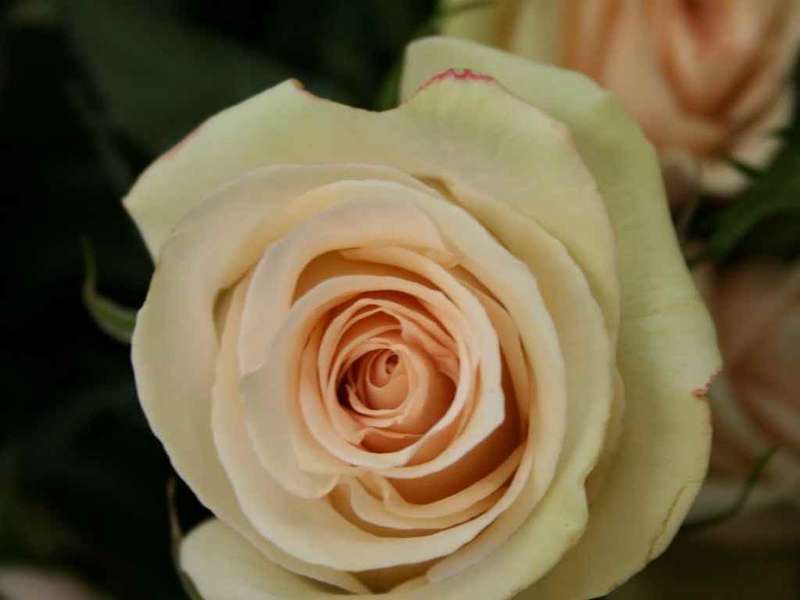 Champagne  Rose Seeds (10 seeds)
