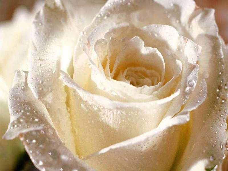 White Rose Seeds (10 seeds)