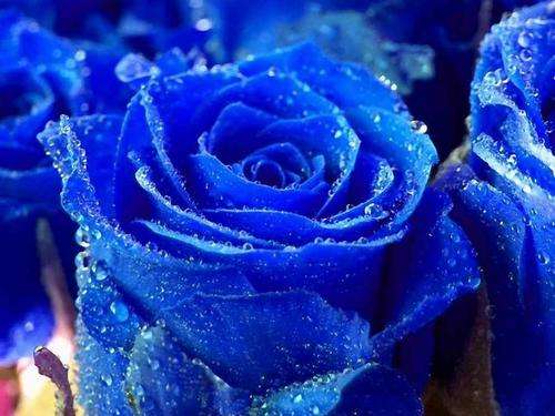 Dark Blue Rose Seeds (10 seeds)