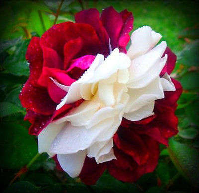 Zampa Dust Rose Seeds (10 seeds)