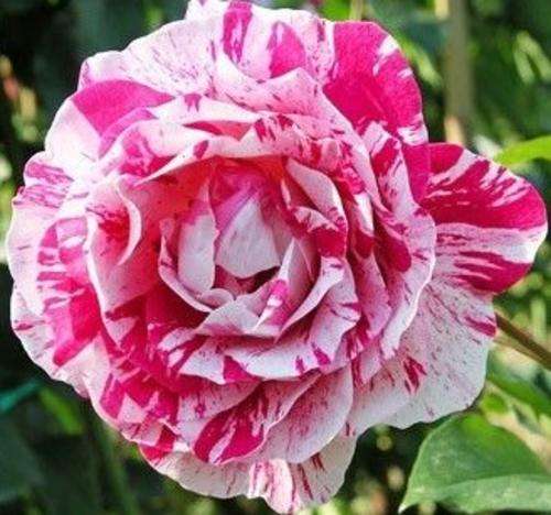 Pink Dragon Rose Seeds (10 seeds)