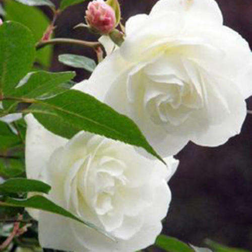 White Climbing Rose Seeds (10 seeds)