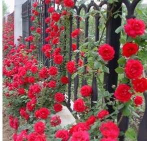 Red Climbing Rose Seeds (10 seeds)