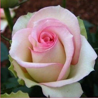 Pink Fairy Rose Seeds (10 seeds)