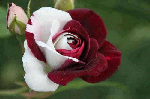 Ruby Rose Seeds (10 seeds)