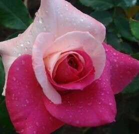 Pink & White Rose Seeds (10 seeds)