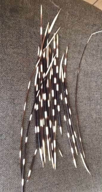 Porcupine Quills