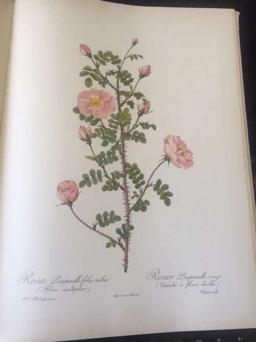 PIERRE-JOSEPH REDOUTE ROSES 2