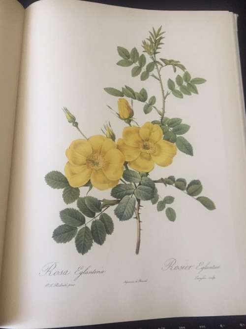 PIERRE-JOSEPH REDOUTE ROSES 2