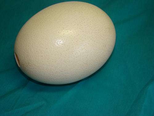 Ostrich Eggs