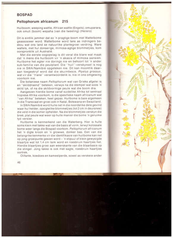 WATERBERG FLORA, WANDELPAAIE IN EN OM DIE KAMP